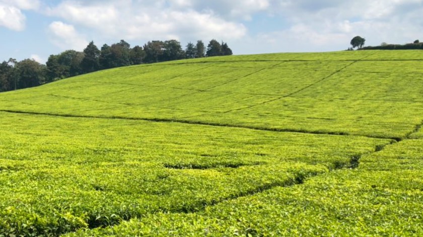 Researchers Release New High-Yielding Tea Variety